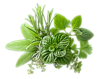 Planzentausch