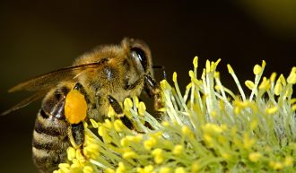 Kärntner Bienenwirtschaftsgesetz - K-BiWG; Meldung nach § 5 Abs. 2