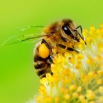 Kärntner Bienenwirtschaftsgesetz - K-BiWG; Meldung nach § 5 Abs. 2
