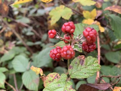 image00015 image00015