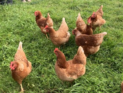 image00031 image00031