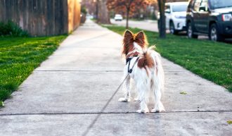 Informationen zur Leinenpflicht für Hunde in Kärnten