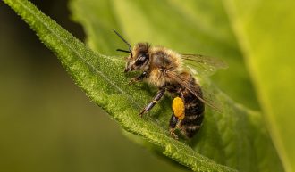 Kärntner Bienenwirtschaftsgesetz - K-BiWG; Meldung nach § 5 Abs. 2