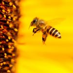 Natur im Garten. Klimafit garteln & kompostieren!