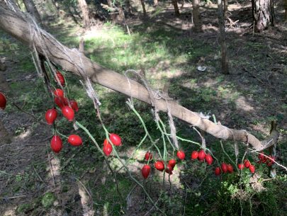 IMG_5212 IMG_5212