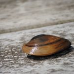 Achtung! Verbreitung der Quaggamuschel vermeiden!