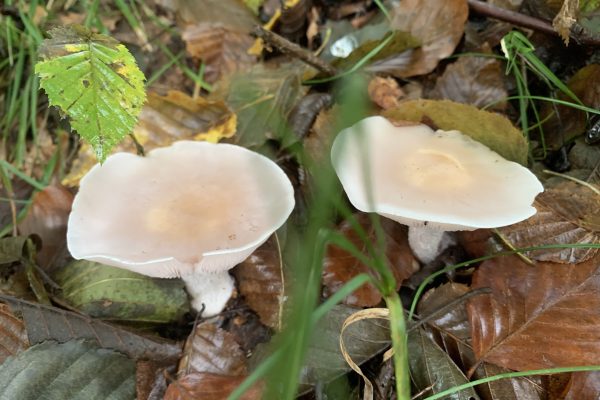 Fotos Sternwanderung Teil 2 (13) Fotos Sternwanderung Teil 2 (13)