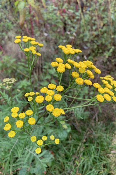 Sternwanderung Fotos Teil 1 (10) Sternwanderung Fotos Teil 1 (10)