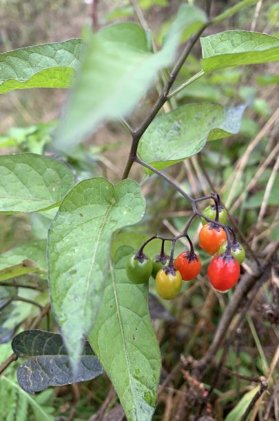 Sternwanderung Fotos Teil 1 (11) Sternwanderung Fotos Teil 1 (11)