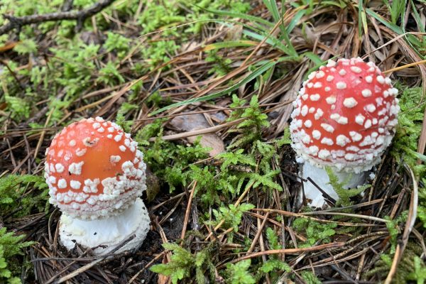 Sternwanderung Fotos Teil 1 (19) Sternwanderung Fotos Teil 1 (19)