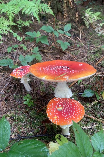 Sternwanderung Fotos Teil 1 (8)