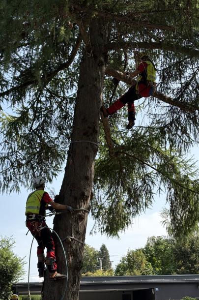 image00008 image00008