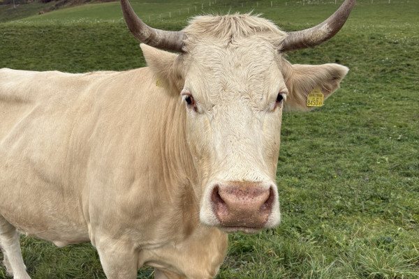 image00016 image00016